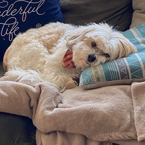 Meet your Posher, Patti